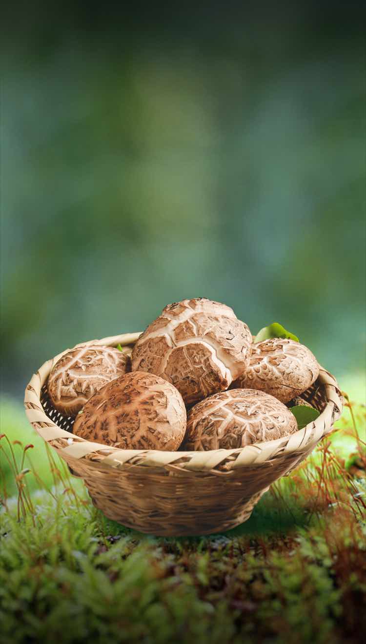 菇品龙头企业 年销量500余吨