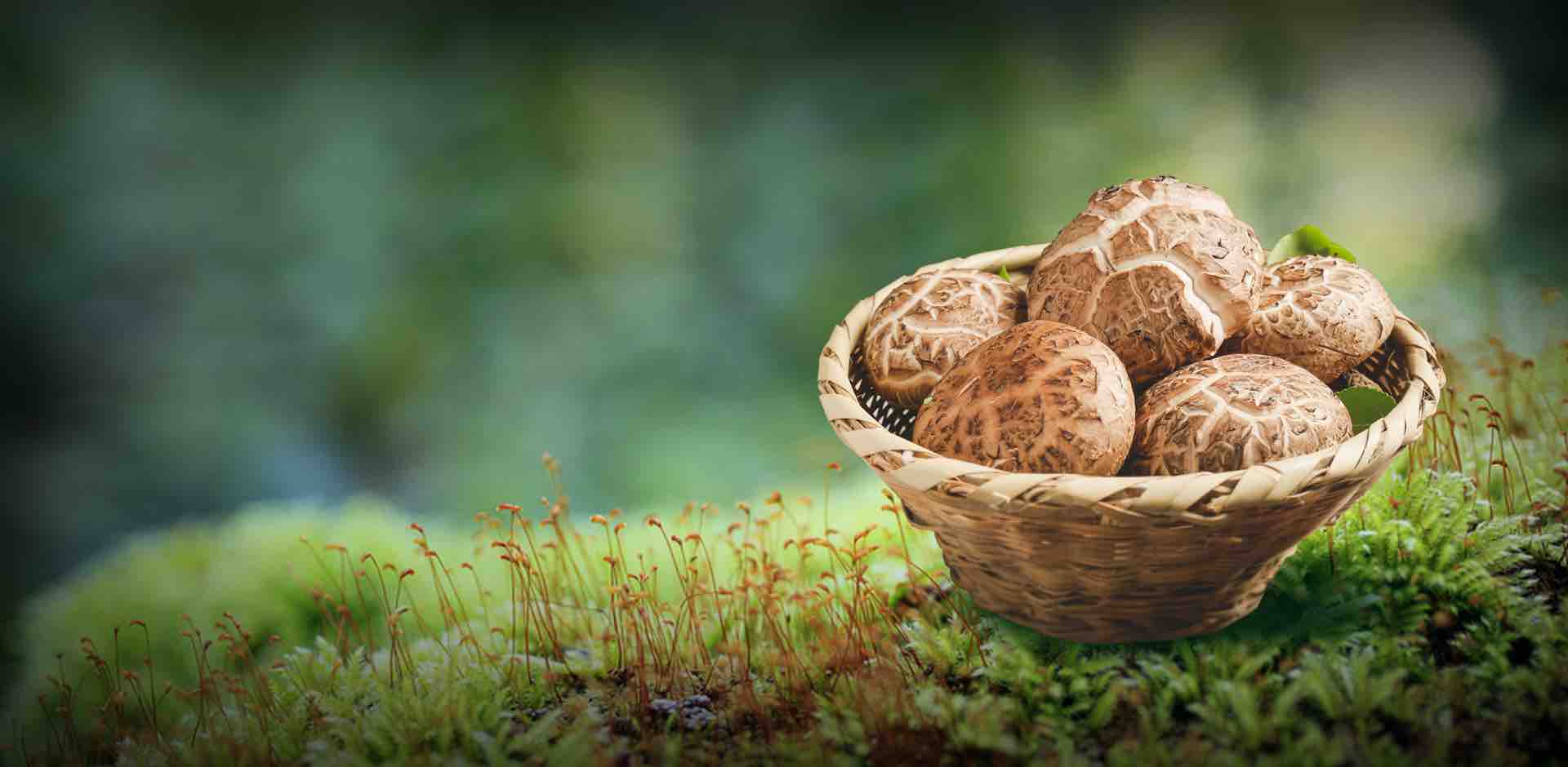 菇品龙头企业 年销量500余吨