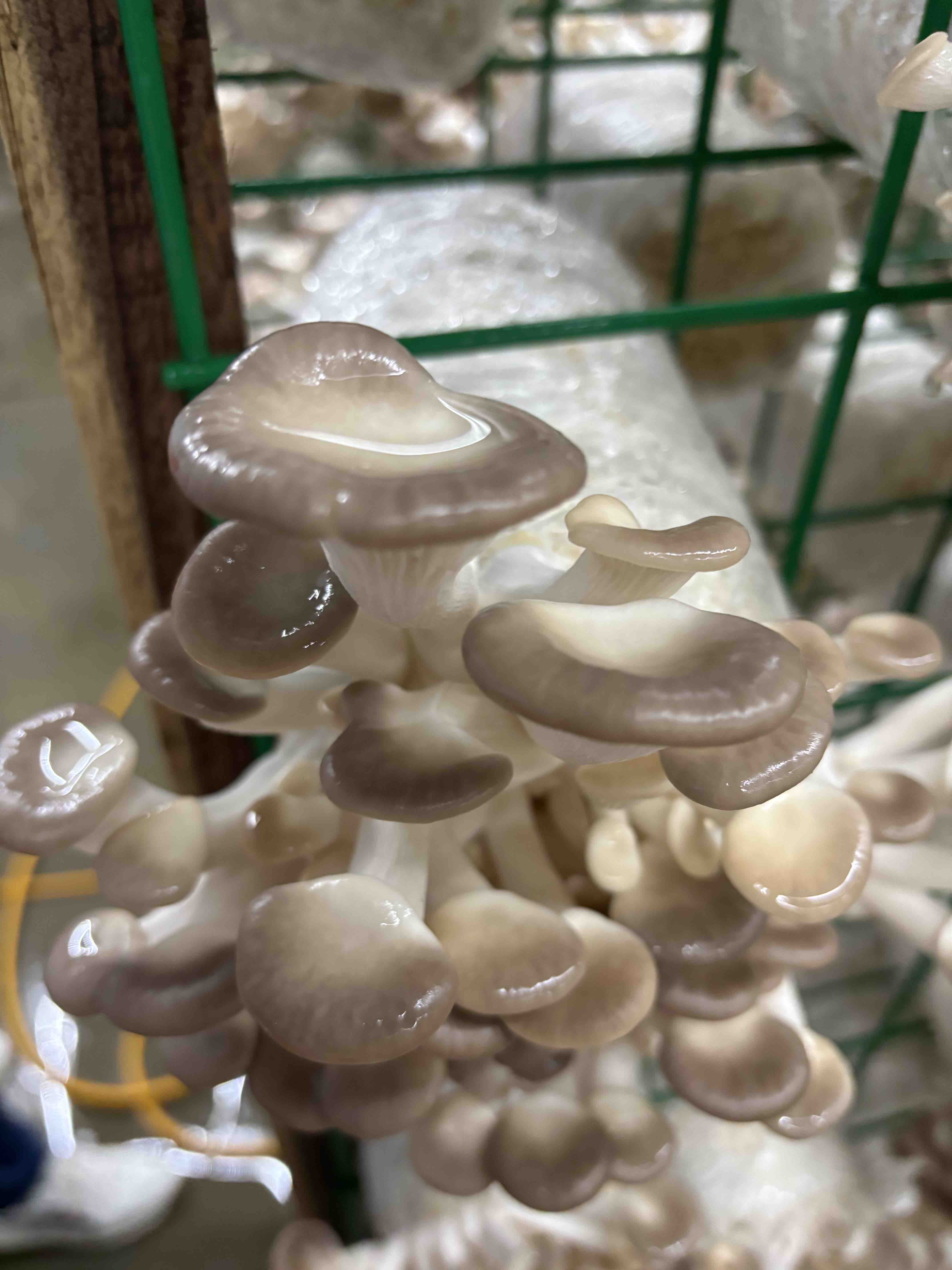 袖珍菇